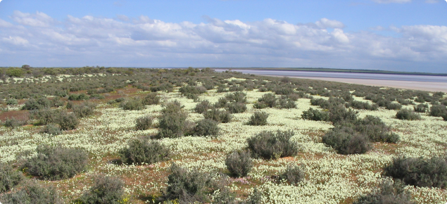 Lake margin of Carnegie land system