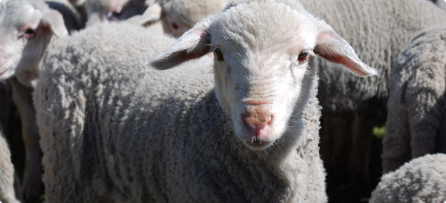 image of lambs