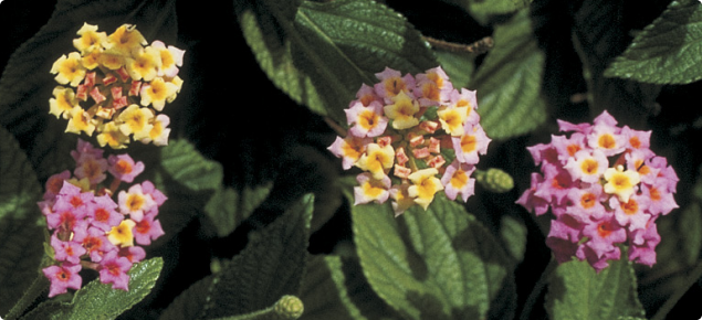 Lantana camara flowers