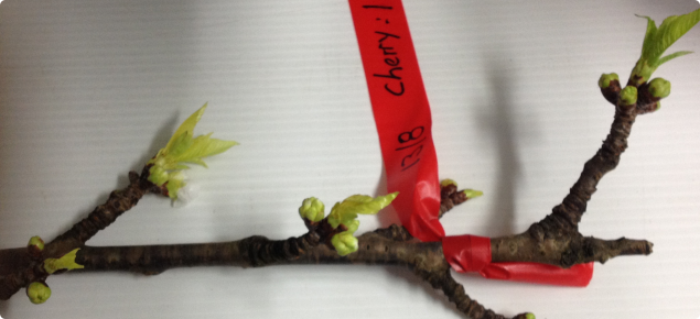 Lapin Cherry budwood, forced to bud burst in a control temperature lab
