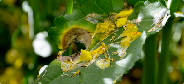 Canola leaf infection by sclerotinia stem rot