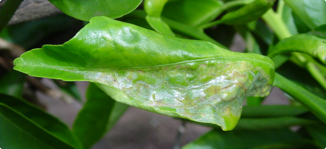 Leafminer damage on a citrus leaf