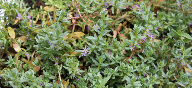 Lesser loosestrife in flower