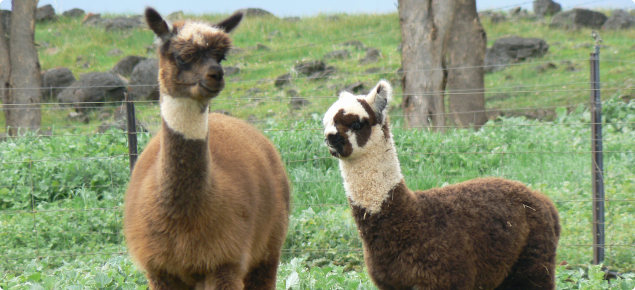 mørk Gentagen Settle Basics of alpaca keeping | Agriculture and Food