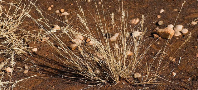 Photograph of Limestone grass (Enneapogon polyphyllus) in the Kimberley
