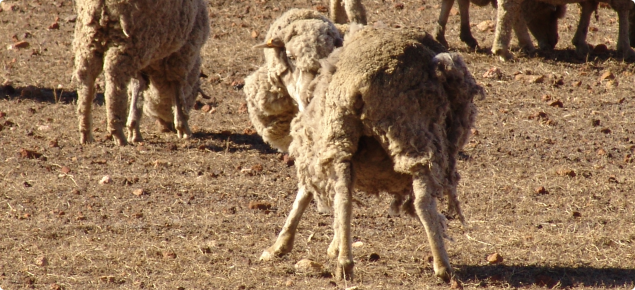 A lousy sheep showing biting behaviour and rubbed fleece.