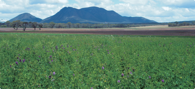 Paddock of lucerne in the Great Southern area