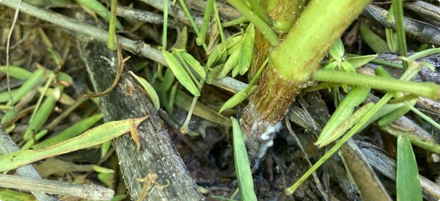 Sclerotinia basal infection on lupin stems