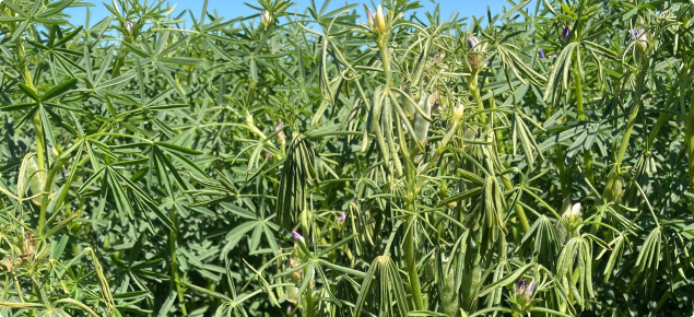 Lupin plants wilting due to basal sclerotinia infection.