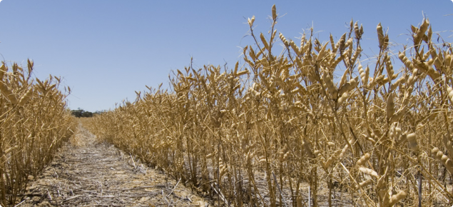 Mature lupins ready for harvest in the Western Australian wheatbelt.