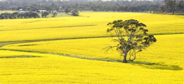 Canola crop in flower in the Western Australian wheatbelt