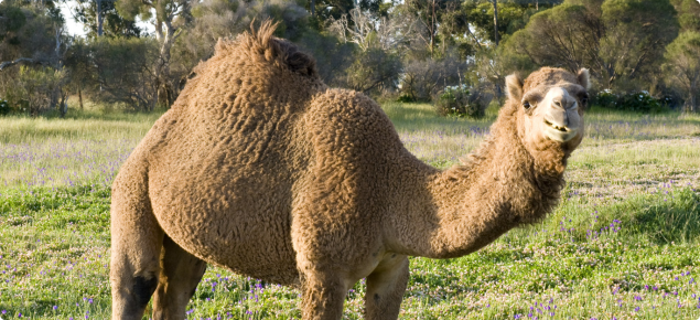 Camel standing side on in a green paddock.