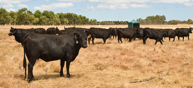 Cattle in a dry field