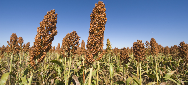 Sorghum near Esperance as a summer crop