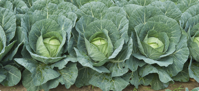 Cabbage crop 