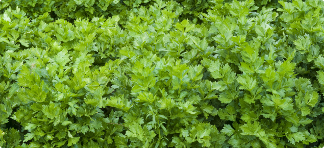 Maturing celery crop