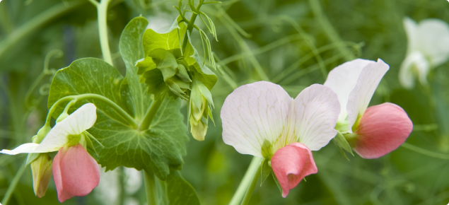 Close-up of salmon coloured field pea flowers in a crop