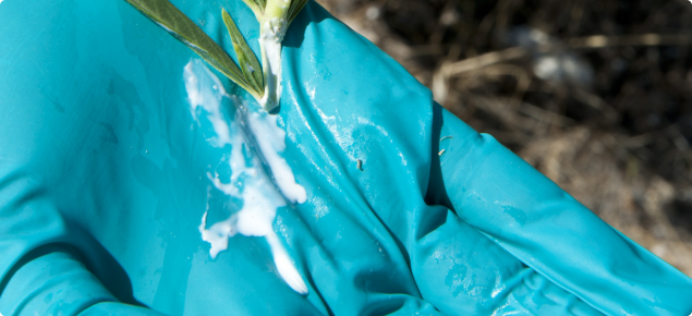 White sap oozing out of a actively growing cotton bush plant