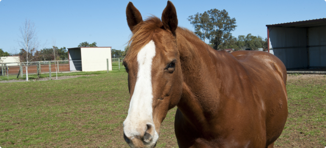 brown and white horse standing in a paddock