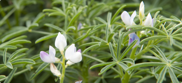 Australian sweet lupin in flower, exhibiting white flowers with purple tinges