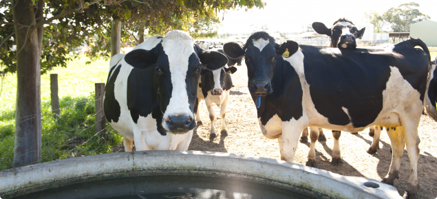 Adequate supplies of quality stock water are as important as feed supplies during summer.