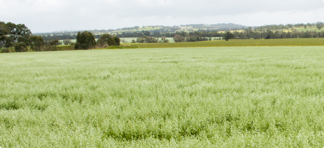 View across an oat crop with pannicles fully emerged.