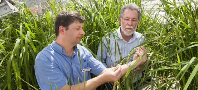Dr Lanoiselet and Prof. Barbetti inspecting rice plants in a glasshouse