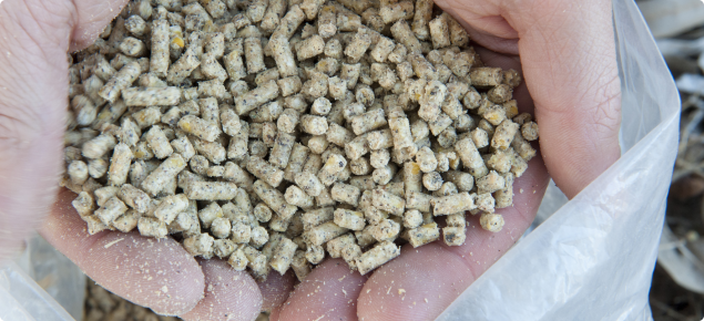 Only feed pigs approved feeds such as these pig pellets 
