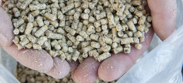 Handful of pig pellets