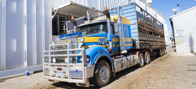 Cattle loading in Broome 