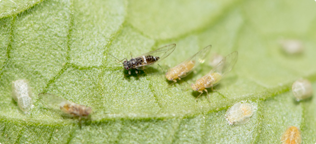 TPP on leaf