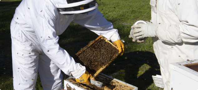 Beekeepers inspecting hive, preparing sugar shake