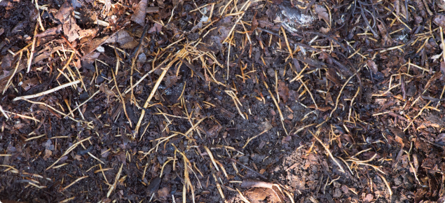 Healthy avocado roots can be seen growing in the mulch layer above the soil level.