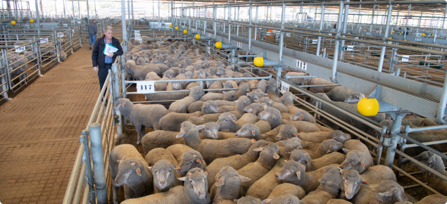 Inspector looking at sheep in pen