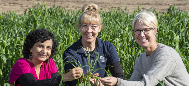 Manisha Shankar looking at wheat for yellow spot with Donna Foster and Dorthe Jorgenson