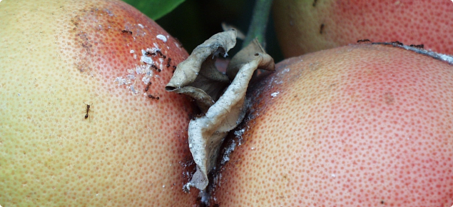 Mealybugs are often found between touching fruit