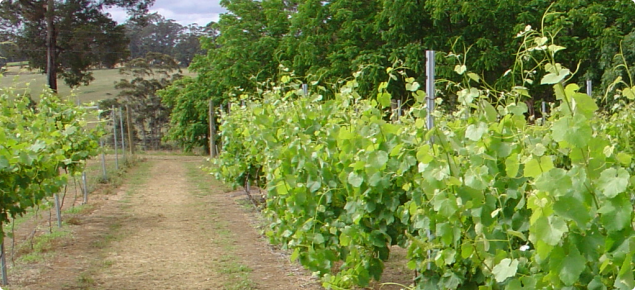 Vineyard