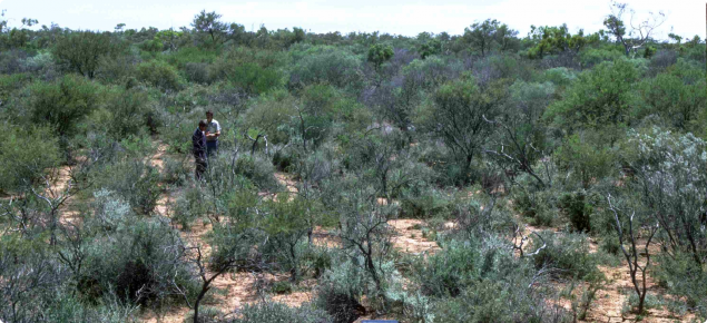 Photograph of a riverine mixed shrubland community in good condition