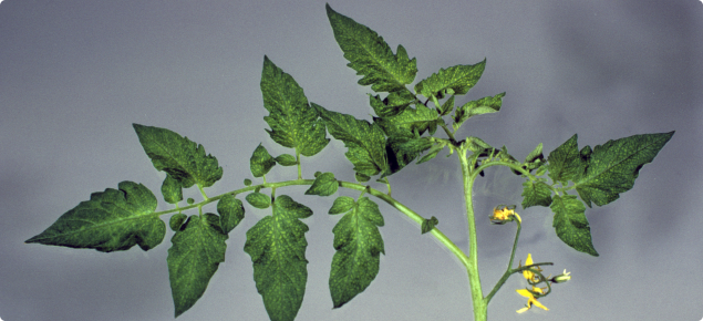 Tomato leaves showing the net like pattern that occurs due to manganese deficiency. The leaf tissue between the veins becomes light green to yellow colour, while the veins remain dark green.