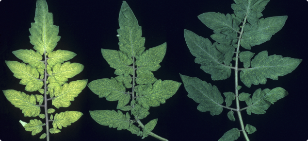 Tomato leaves showing the net like pattern that occurs due to manganese deficiency. The leaf tissue between the veins becomes light green to yellow colour, while the veins remain dark green.