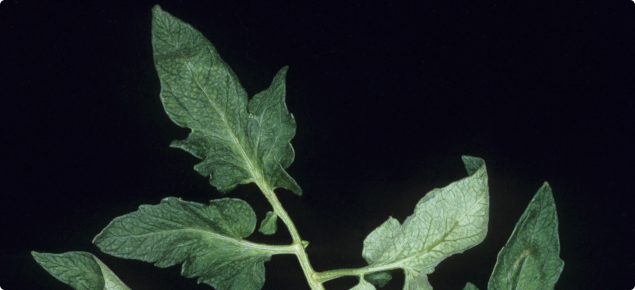 Tomato leaves showing the net like pattern that occurs due to manganese deficiency. The leaf tissue between the veins becomes light green to yellow colour, while the veins remain dark green.