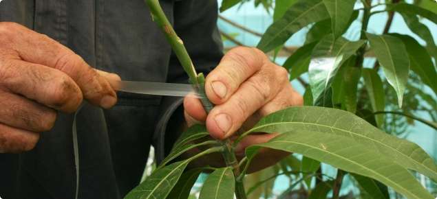 Grafts need to be protected with tape