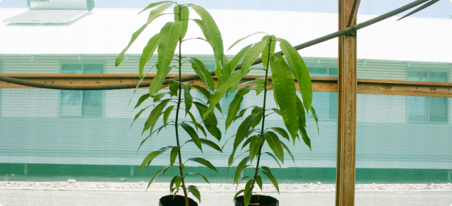 Young mangoes grown from seed are used as rootstocks for new plantings