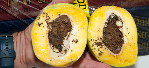 Mango cut in two halves exposing the infested seed and resulting damage caused by mango seed weevil