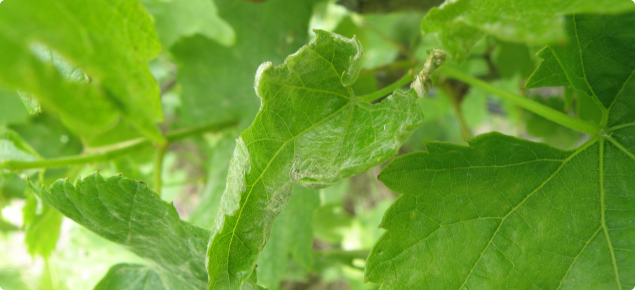 A grapevine leaf distorted with rolled margins due to powdery mildew infection