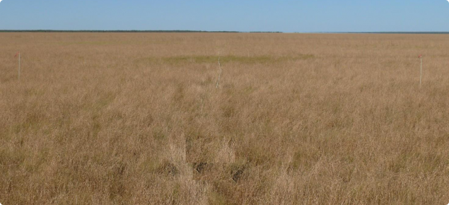 Marine couch pasture, Roebuck land system