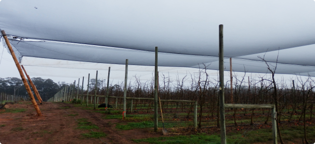 Bird netting covering rows of apple trees.