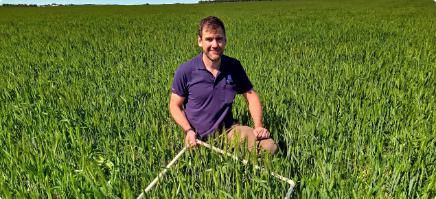 Man holding quadrat kneeling in wheat paddock