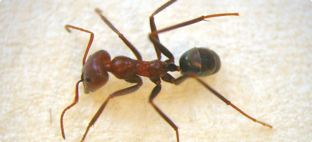 Meat ant (Iridomyrmex purpureus)