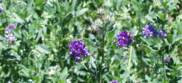 Purple flowers of lucerne